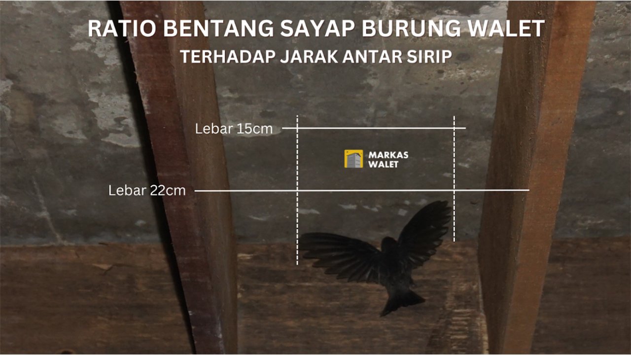 Ratio bentang sayap burung walet terhadap jarak antar sirip