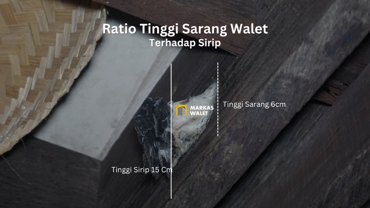 Ratio tinggi sarang walet terhadap tinggi sirip