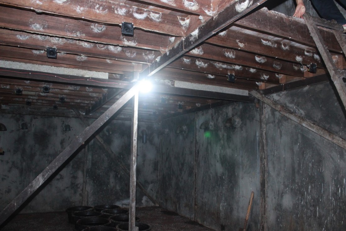 Sirip kayu terpasang pada plafon ruang inap rumah burung walet