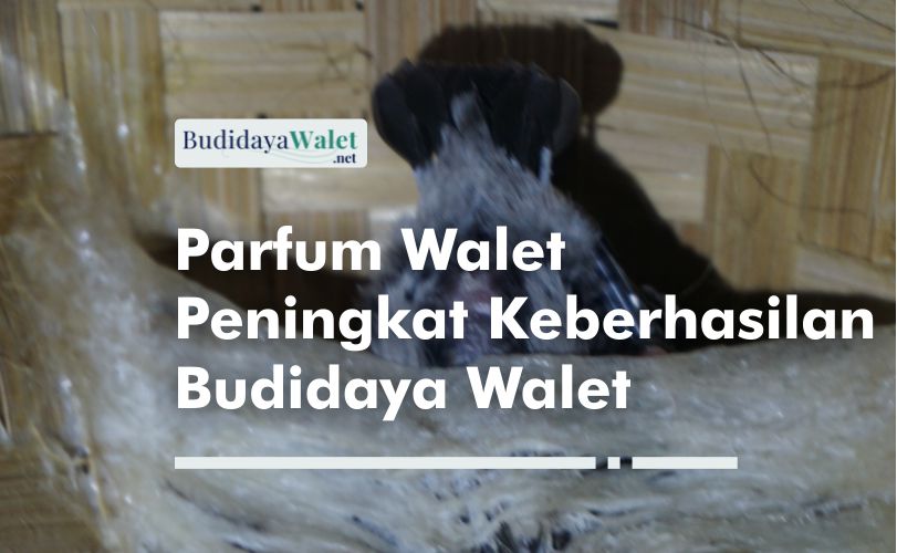 Parfum Walet Penarik